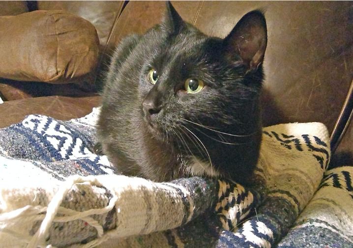 Pet of the Week 10.26.18 Draven